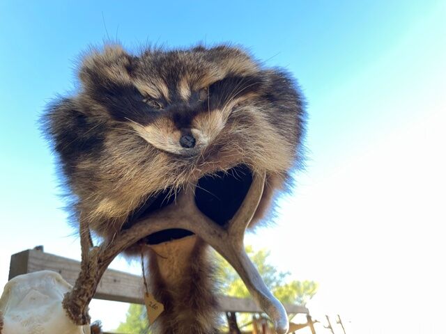 Raccoon hat, Feast of the Hunters' Moon, 10/9/21